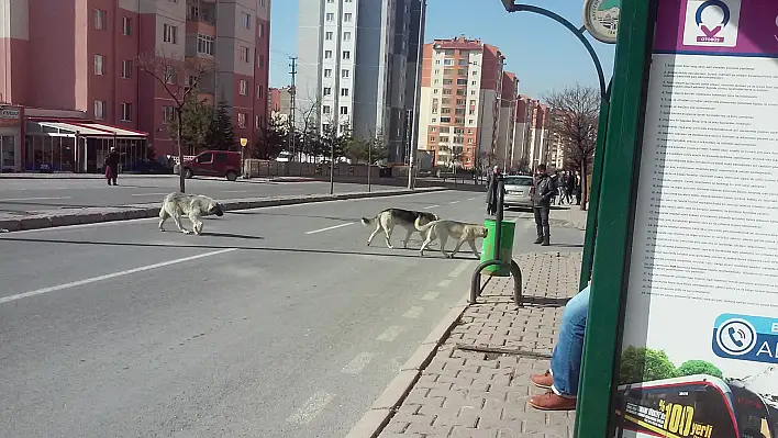 Sokaklar köpeklerden geçilmiyor