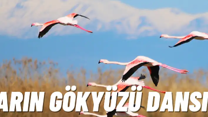 Flamingoların gökyüzü dansı