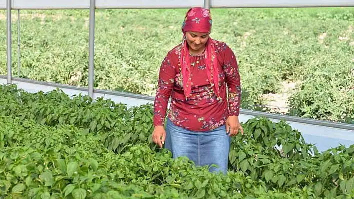 Genç Çiftçi Projesinde ilk mahsul yüzleri güldürdü