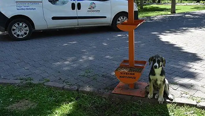Kocasinan Belediyesi sokak hayvanlarını sahipsiz bırakmadı 