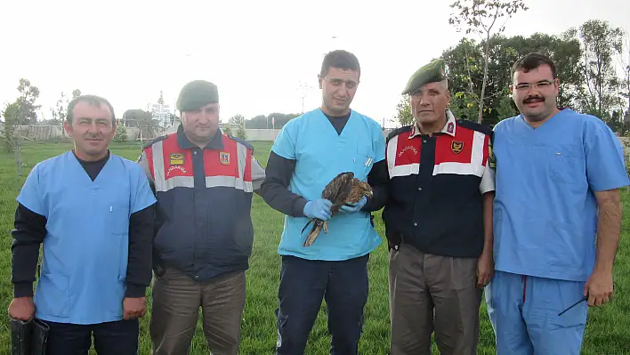 Yaralı kızıl şahin kuşunu Jandarma ekipleri kurtardı