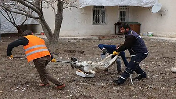 O ilçede sokak köpekleri toplanıyor 