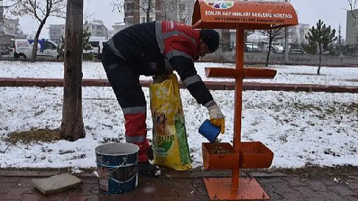 Kocasinan Belediyesi sokak hayvanlarını unutmadı