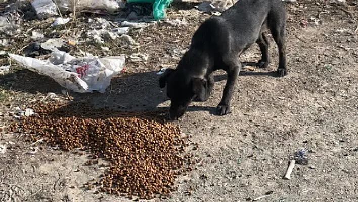 Yeşilhisar'da sokak hayvanları unutulmadı