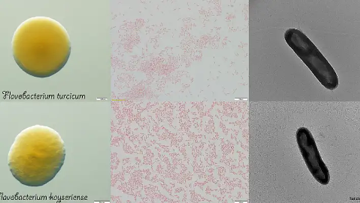 ERÜ'de iki yeni bakteri türü tespit edildi