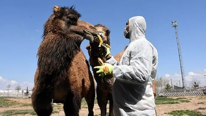 Hayvanat Bahçesinin sakinlerine koronavirüs tedbiri