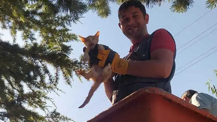 Ağaçta mahsur kalan kedi yavrusunu itfaiye ekipleri kurtardı