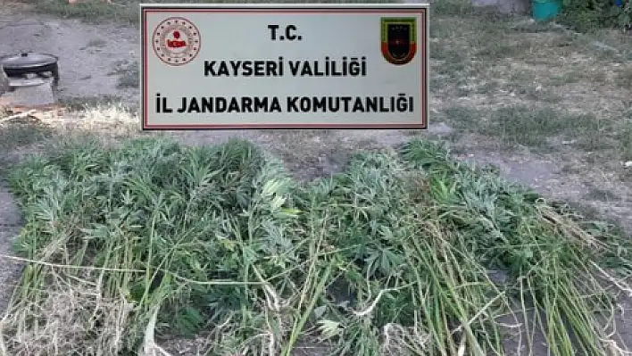 Jandarma'dan kenevir operasyonu