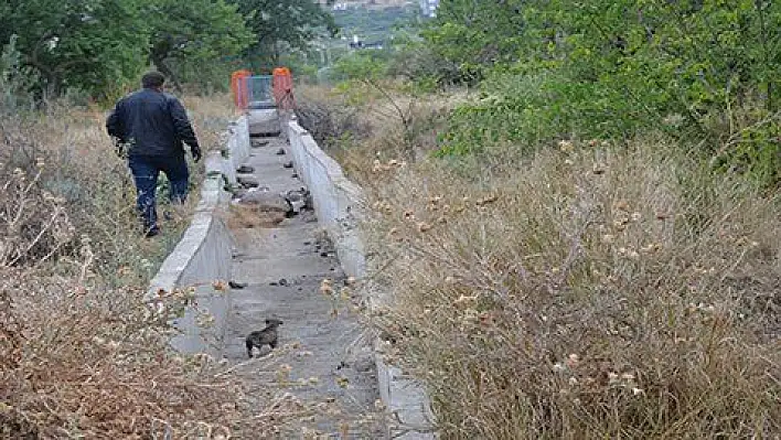 Su kanalına düşen yavru köpekler kurtarıldı