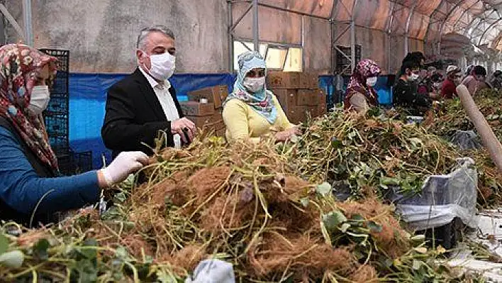 Türkiye'nin çilek fidesi Kayseri'den