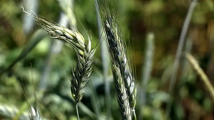 Türk tohumları 80 ülkenin tarım arazilerinde filizleniyor