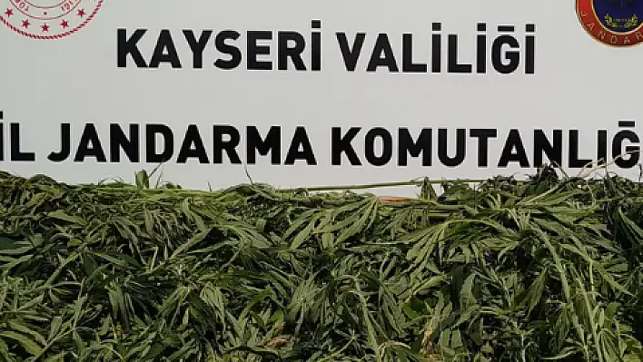 Yahyalı'da kenevir operasyonu