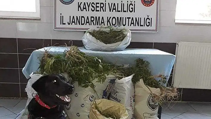 Jandarma'dan Felahiye'de esrar operasyonu