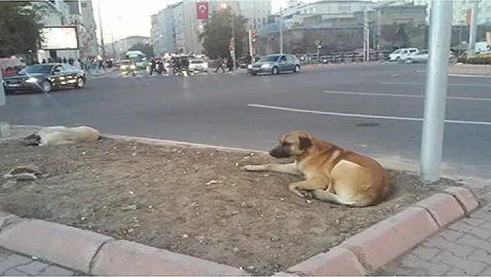 Köpekler meydanı mesken tuttu