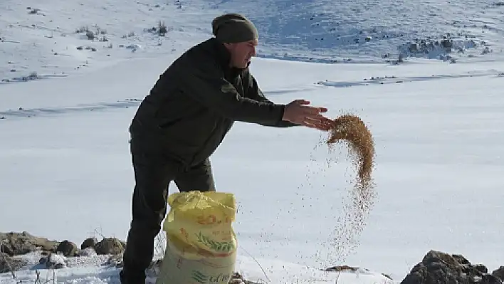 Kayseri'de yaban hayatına yem desteği