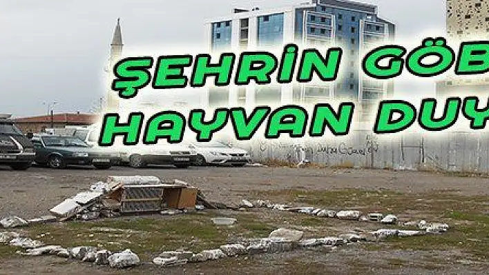 ŞEHRİN GÖBEĞİNDE ANLAMLI HAYVAN DUYARLILIĞI