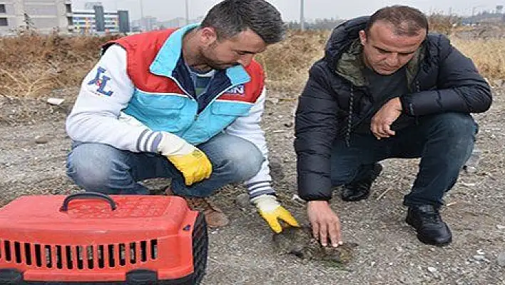 Küçük dostlar ambulansı bin 516 hayvana müdahale etti 