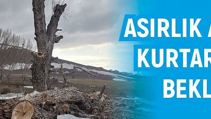 Asırlık ağaçlar kurtarılmayı bekliyor