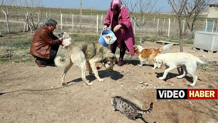 Sokak hayvanlarına aile şefkati