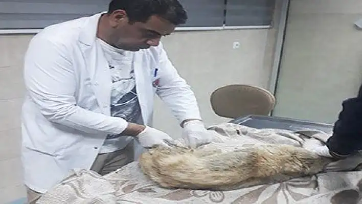 Otomobilin Çarpıp Kaçtığı Yaralı Köpeğe Pınarbaşı Belediyesi Sahip Çıktı