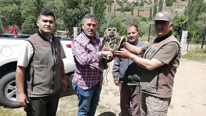 Yaralı puhu kuşu tedavi altına alındı