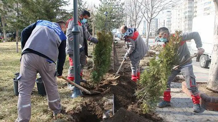 Parklarda ağaç ve süs bitkisi dikimi başladı