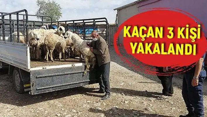 Küçükbaş hayvanları alıp kaçan şahıslar yakalandı