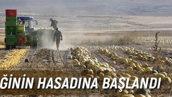 Kabak çekirdeğinin hasadına başlandı