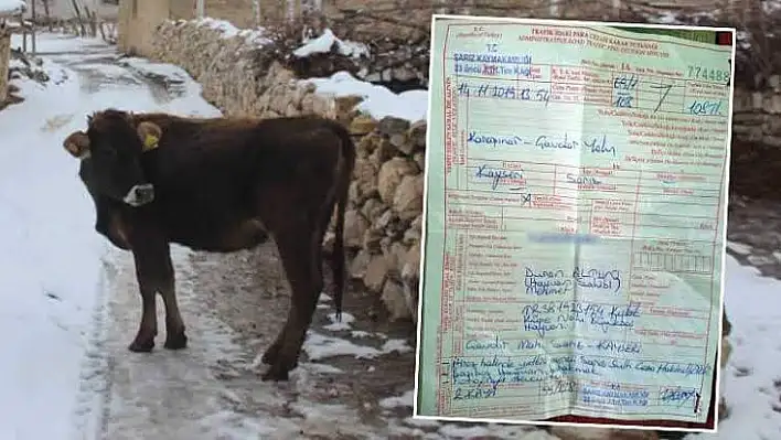 Jandarma Genel Komutanlığından 'ineğe trafik cezası' haberlerine ilişkin açıklama