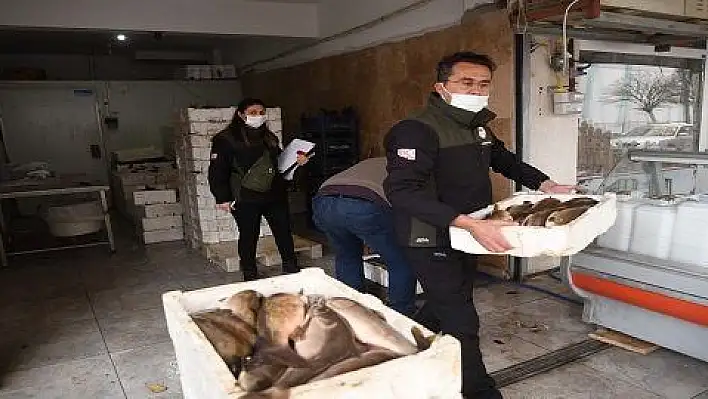 1 ton 290 kilo Siraz balığına el konuldu