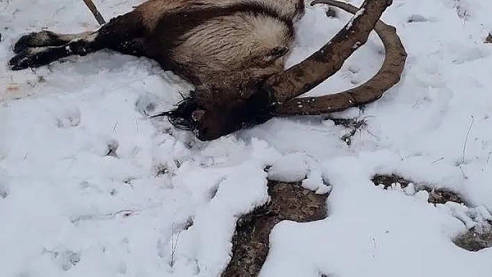 Kurdun saldırdığı yabani dağ keçisi telef oldu