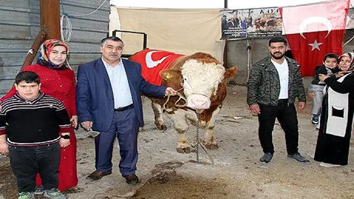 Dev boğasını Mehmetçiğe bağışladı