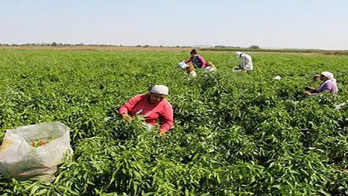 Kayseri'de 41 kadın girişimciye organik tarım sertifikası verildi