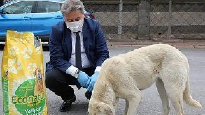 Melikgazi, sokak hayvanları unutmadı 