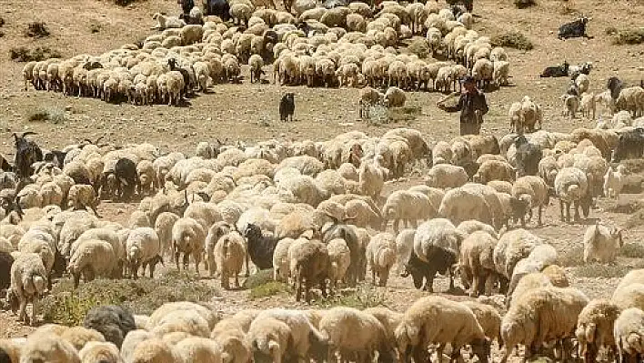 Küçükbaş hayvan satışı yapılıyor