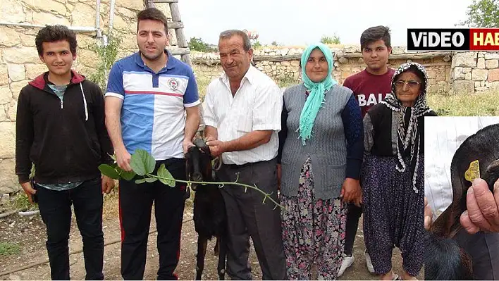 Keçinin kulağından boynuz çıktı