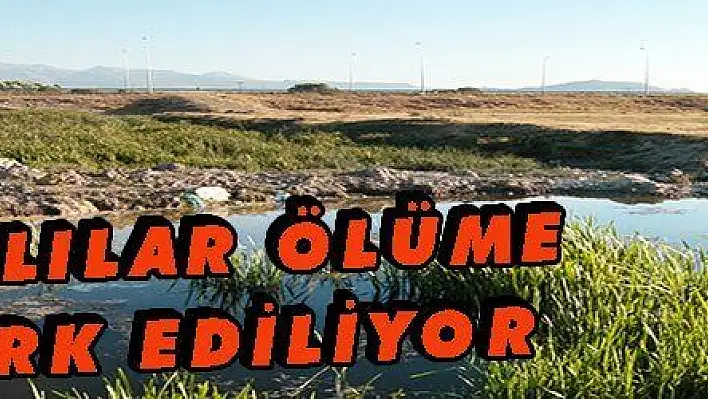 Kayseri'deki kanalda canlılar ölüme terk ediliyor