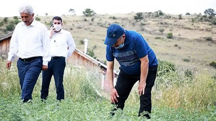 Talas Belediyesi tarafından dağıtımı yapılan tohumlar boy verdi