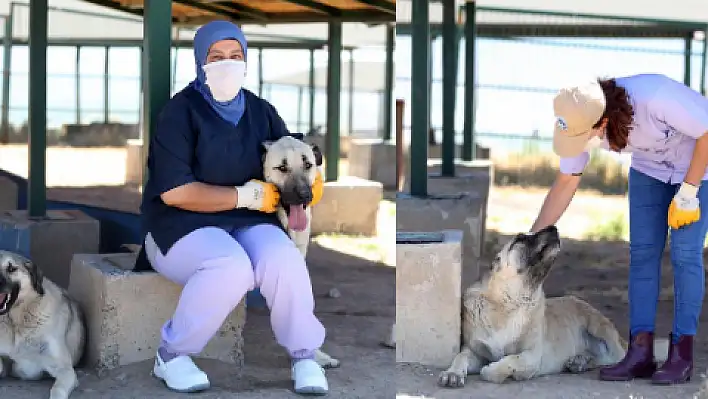 Köpek barınağının gönüllü anneleri iş başında 