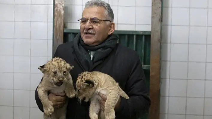 Kayseri, yeni doğan aslan yavrularının isimlerini arıyor 