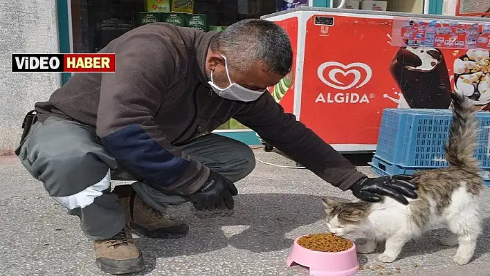 Bünyan Belediyesi sokak hayvanlarını unutmuyor 