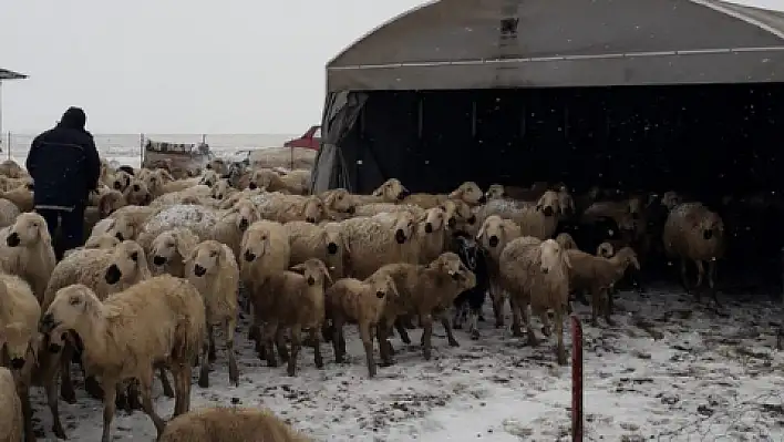 Yaylada mahsur kalan koyuncular için çadırlar kuruldu