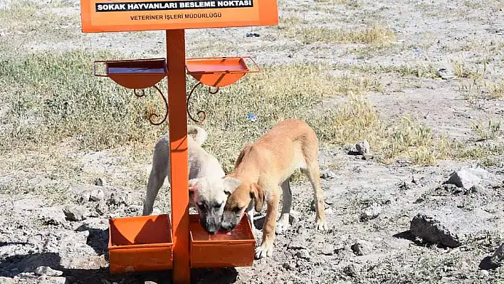 Kocasinan Belediyesi'nden sokak hayvanlarını gözetiyor