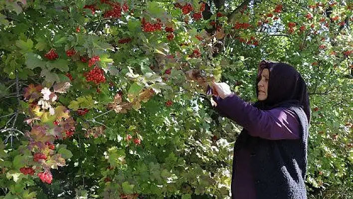 Coğrafi işaret tescilli gilaburu üreticiyi üzdü