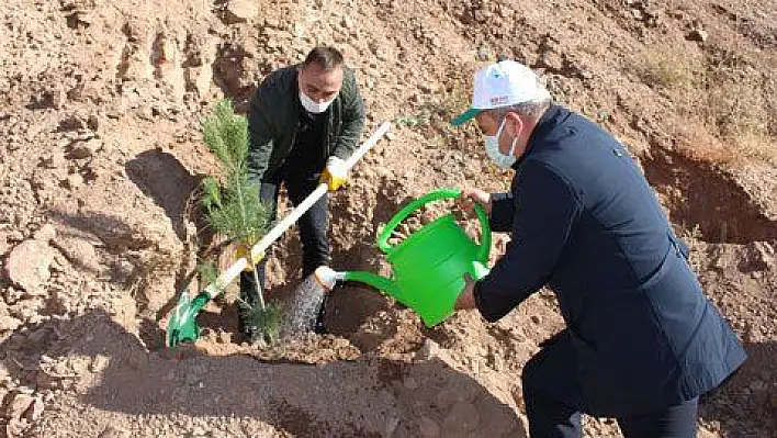 Akkışla'da 2 bin ağaç toprakla buluştu