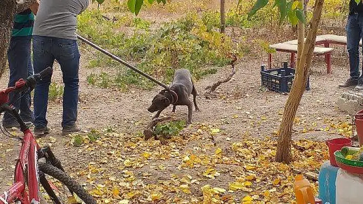 Tehlikeli ırk köpek besleyen 6 kişiye 240 bin TL ceza