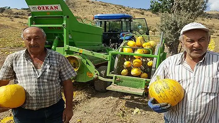 Kabak çekirdeği sektöründe Kayseri Şeker farkı üreticilerin yüzünü güldürdü 