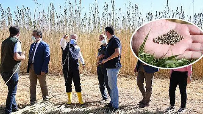 250 dekar alanda kenevir ekildi