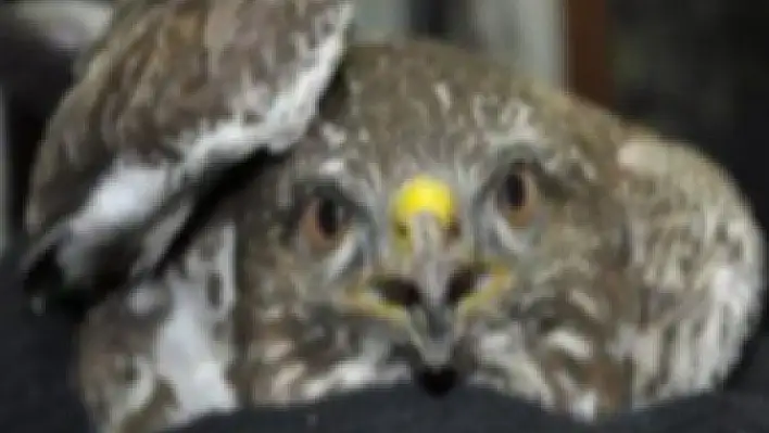 Yaralı Yavru Şahin Melikgazi'de Tedavi Edildi 