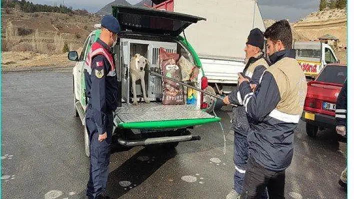 Başıboş gezen tehlikeli ırk köpek jandarma tarafından yakalandı